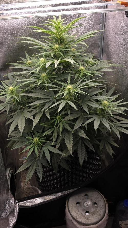 Ghost Train Haze Automatic. Week 5