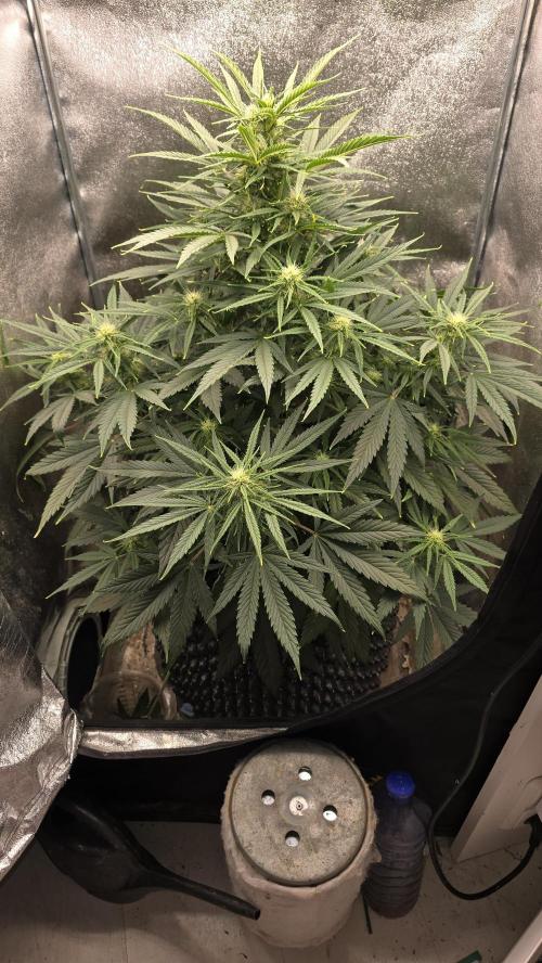 Ghost Train Haze Zamnesia. Week 6
