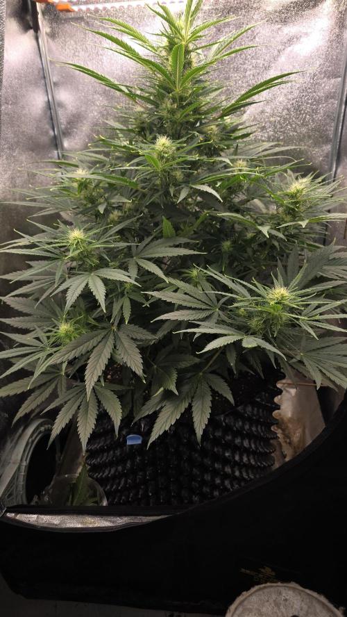 Ghost Train Haze Zamnesia. Week 6