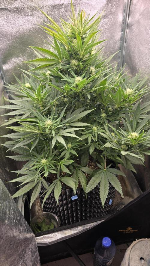 Ghost Train Haze Zamnesia. Week 6
