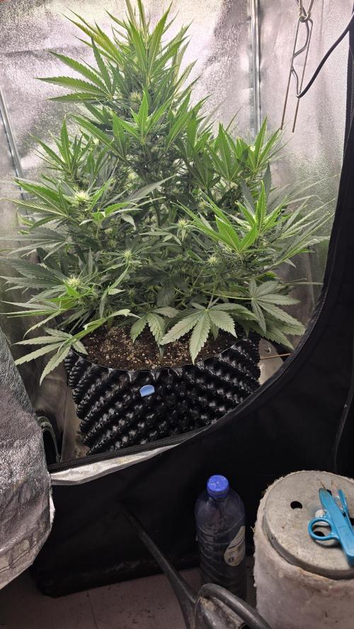 Ghost Train Haze Zamnesia. Week 6