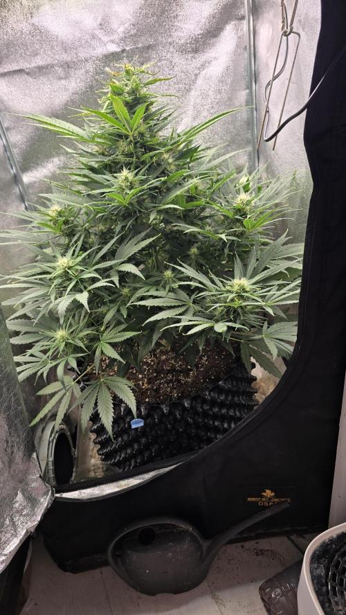 Ghost Train Haze Zamnesia. Week 7