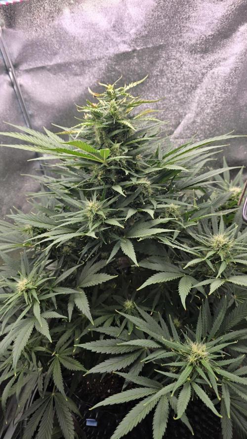 Ghost Train Haze Zamnesia. Week 7