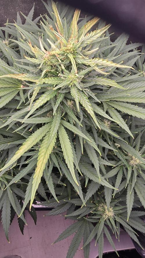 Ghost Train Haze Zamnesia. Week 7