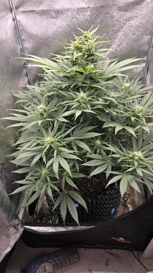 Ghost Train Haze Zamnesia. Week 7