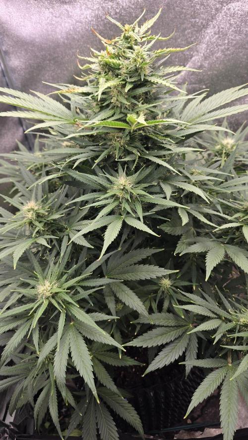Ghost Train Haze Zamnesia. Week 7