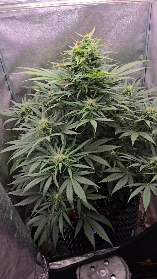 Ghost Train Haze Zamnesia