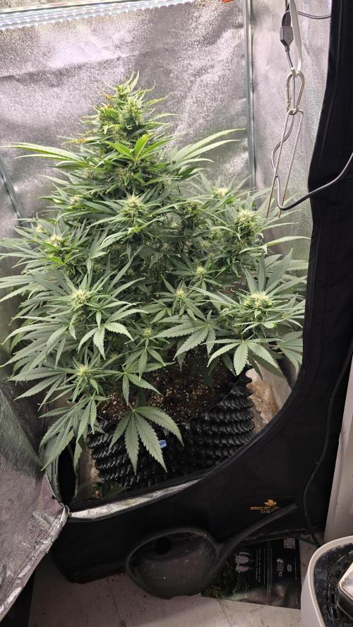 Ghost Train Haze Zamnesia. Week 7