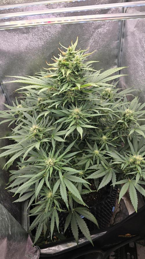 Ghost Train Haze Zamnesia. Week 7