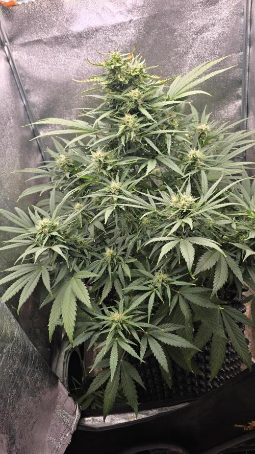 Ghost Train Haze Zamnesia. Week 7