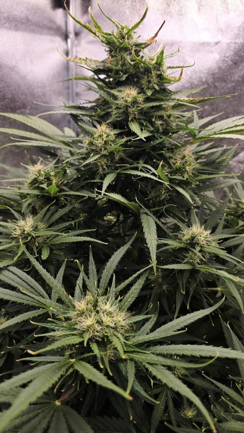 Ghost Train Haze Zamnesia. Week 7