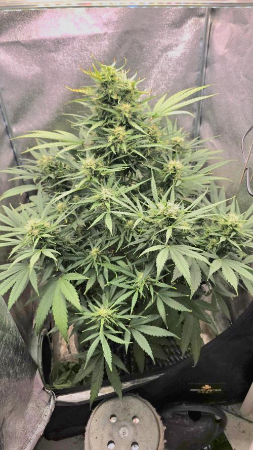 Ghost Train Haze Zamnesia. Week 7