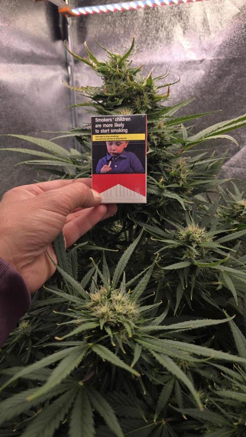 Ghost Train Haze Zamnesia. Week 8