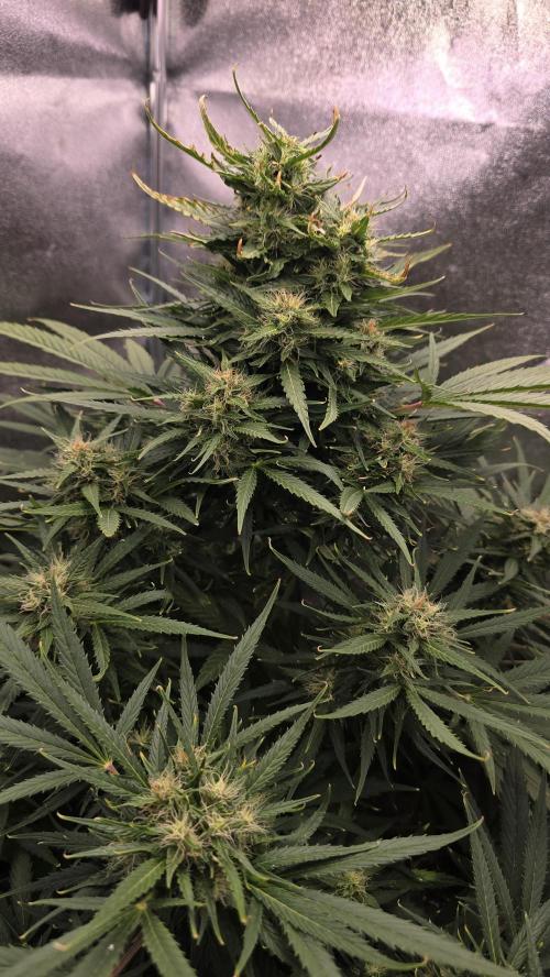 Ghost Train Haze Zamnesia. Week 8