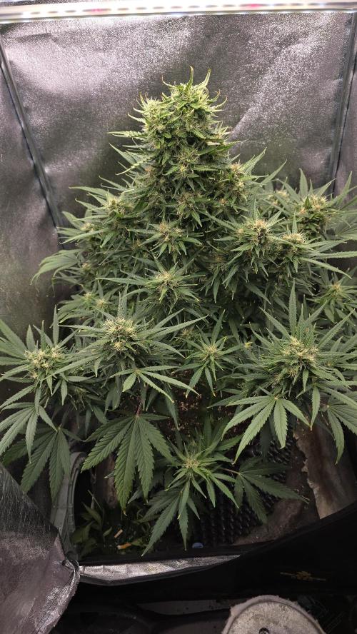 Ghost Train Haze Zamnesia. Week 8
