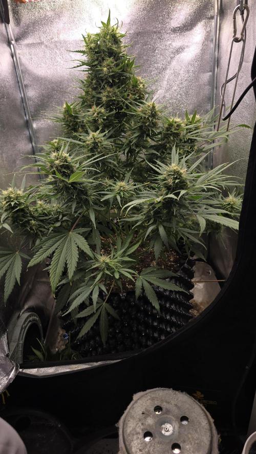 Ghost Train Haze Zamnesia. Week 8