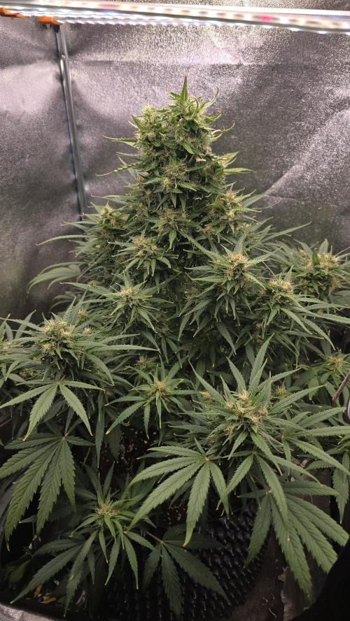 Ghost Train Haze Zamnesia. Week 8