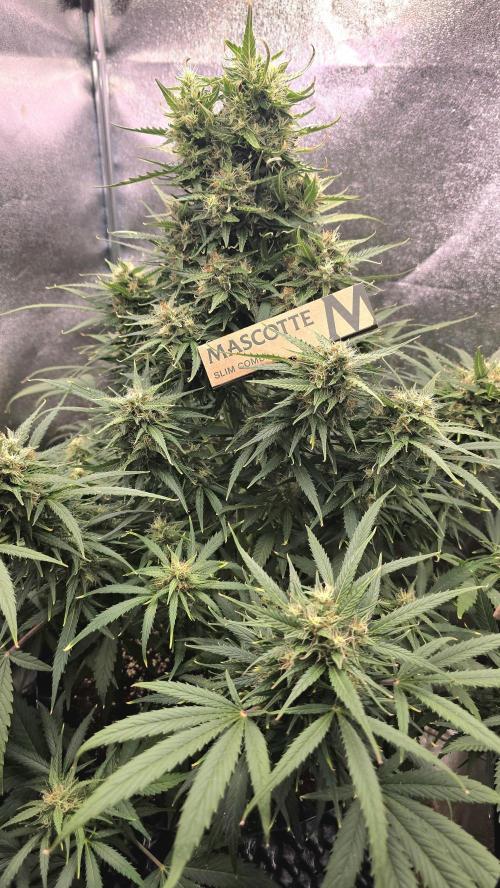 Ghost Train Haze Zamnesia. Week 8