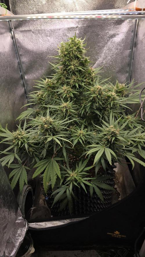 Ghost Train Haze Zamnesia. Week 8