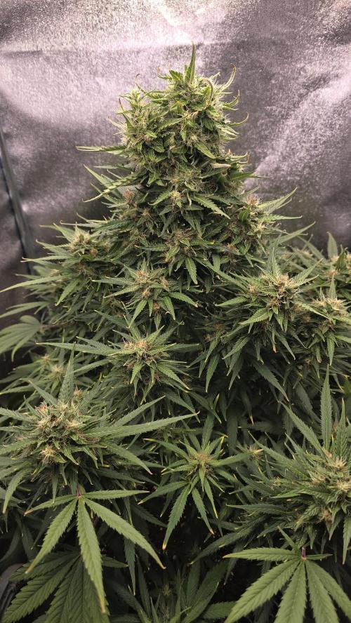 Ghost Train Haze Automatic. Week 8