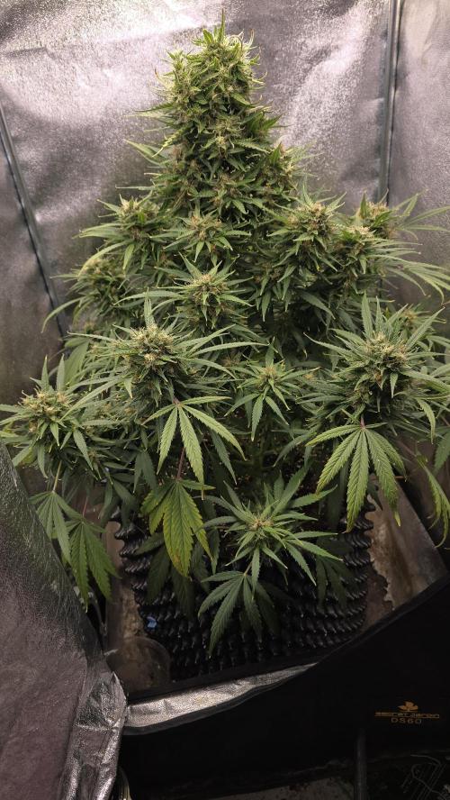 Ghost Train Haze Automatic. Week 8