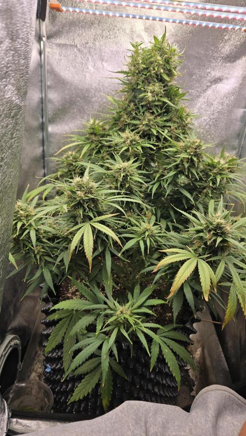 Ghost Train Haze Zamnesia. Week 9