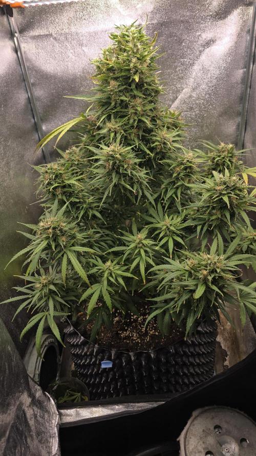 Ghost Train Haze Zamnesia. Week 9