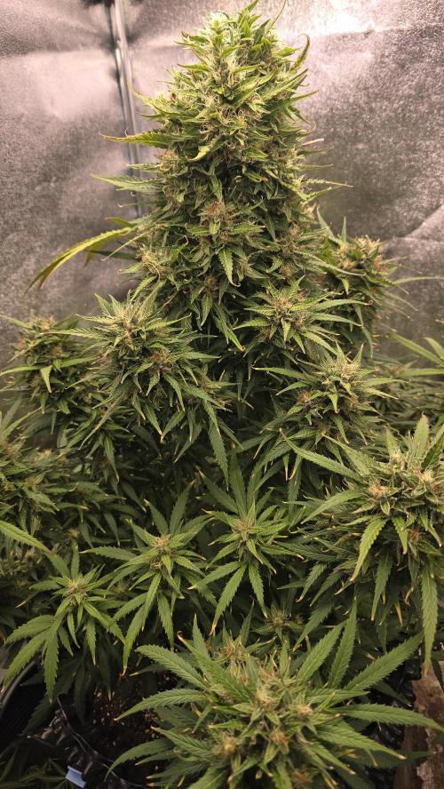 Ghost Train Haze Zamnesia. Week 9
