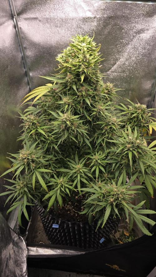Ghost Train Haze Zamnesia. Week 9
