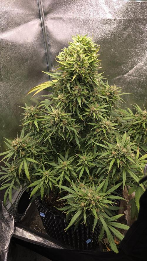 Ghost Train Haze Zamnesia. Week 9