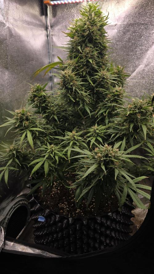 Ghost Train Haze Zamnesia. Week 9