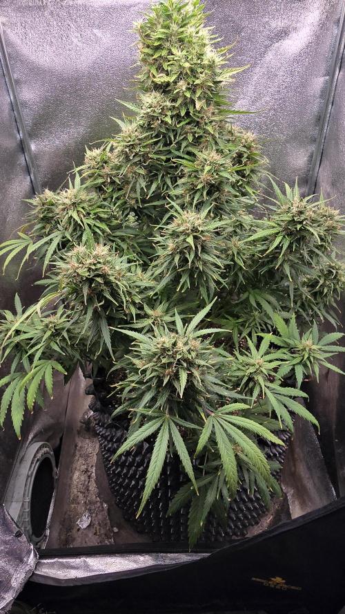 Ghost Train Haze Zamnesia. Week 9