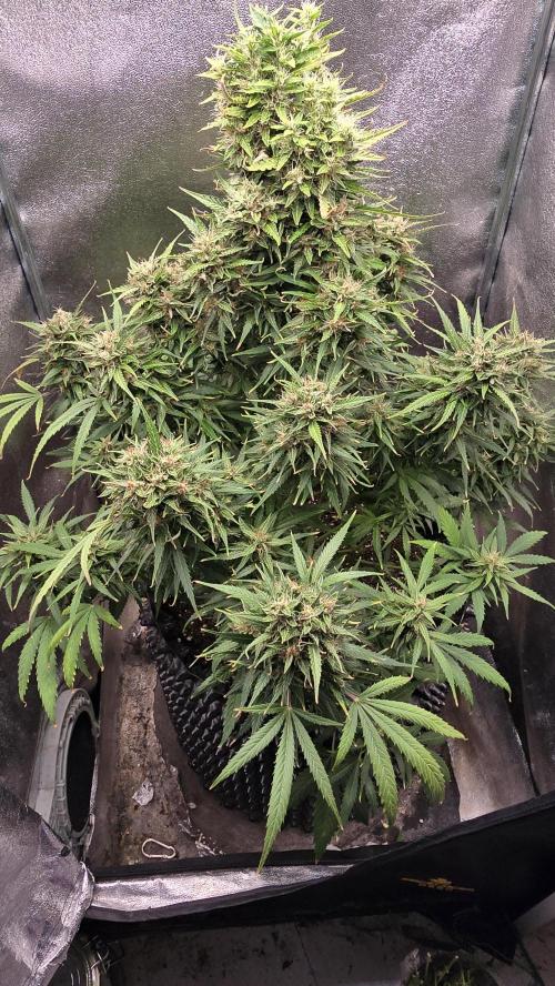 Ghost Train Haze Zamnesia. Week 9