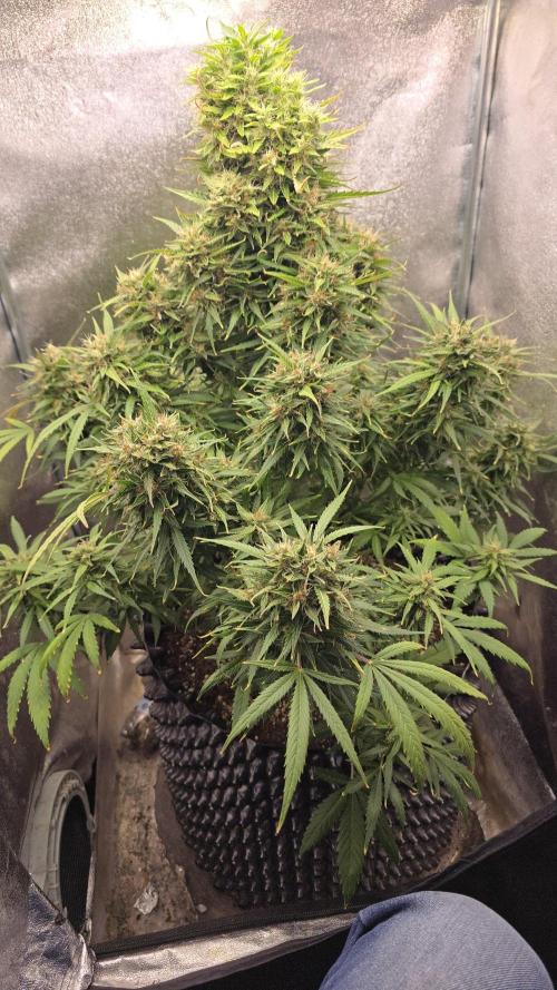 Ghost Train Haze Zamnesia. Week 9