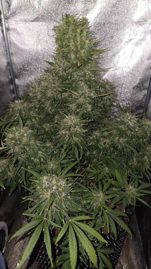 Ghost Train Haze Zamnesia. Week 9