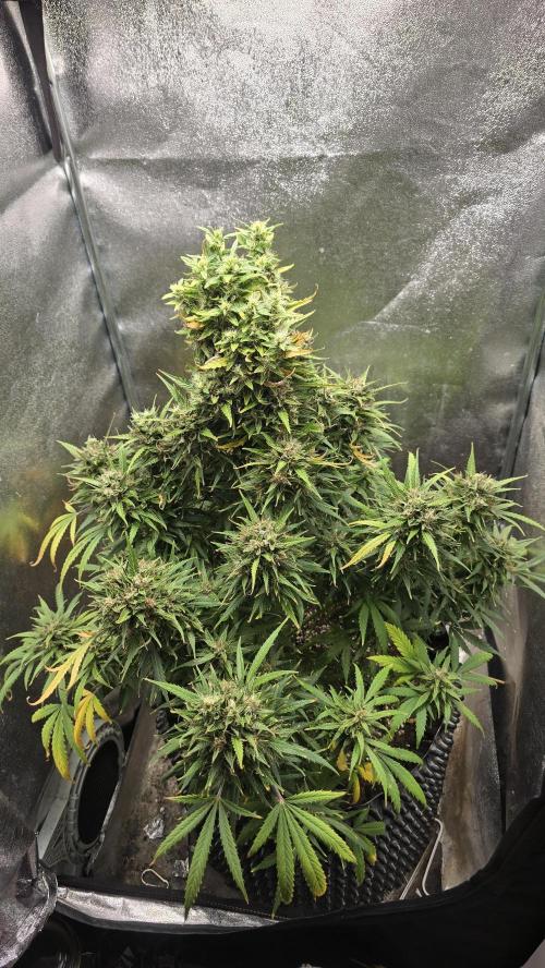 Ghost Train Haze Zamnesia. Week 10