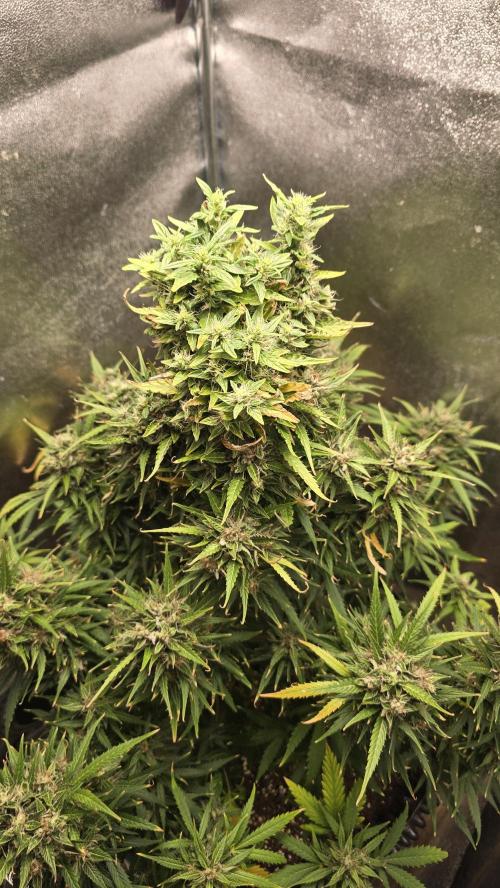 Ghost Train Haze Zamnesia. Week 10