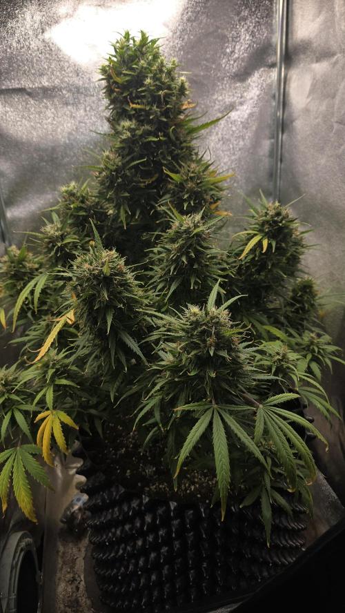 Ghost Train Haze Zamnesia. Week 10