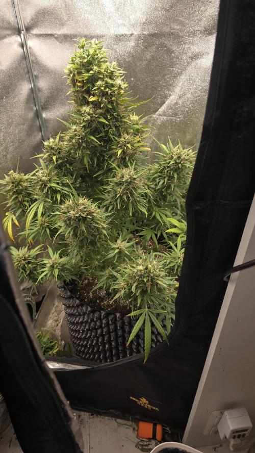 Ghost Train Haze Zamnesia. Week 10
