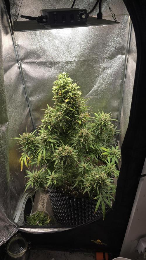 Ghost Train Haze Zamnesia. Week 10