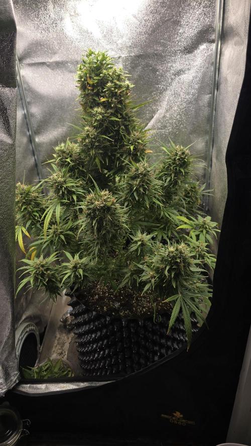 Ghost Train Haze Zamnesia. Week 10