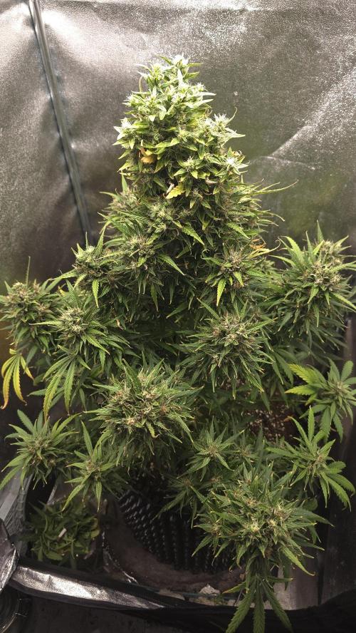 Ghost Train Haze Zamnesia. Week 10