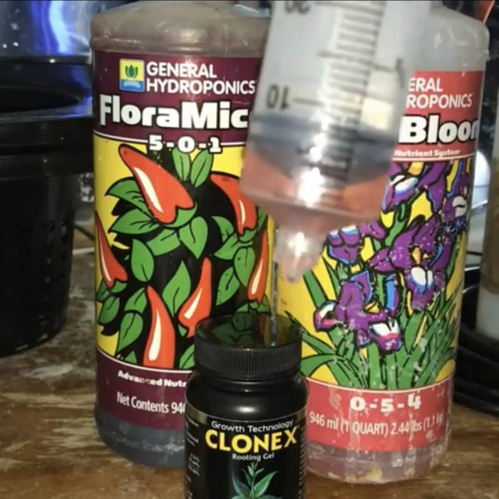 First indoor growing . Week 3