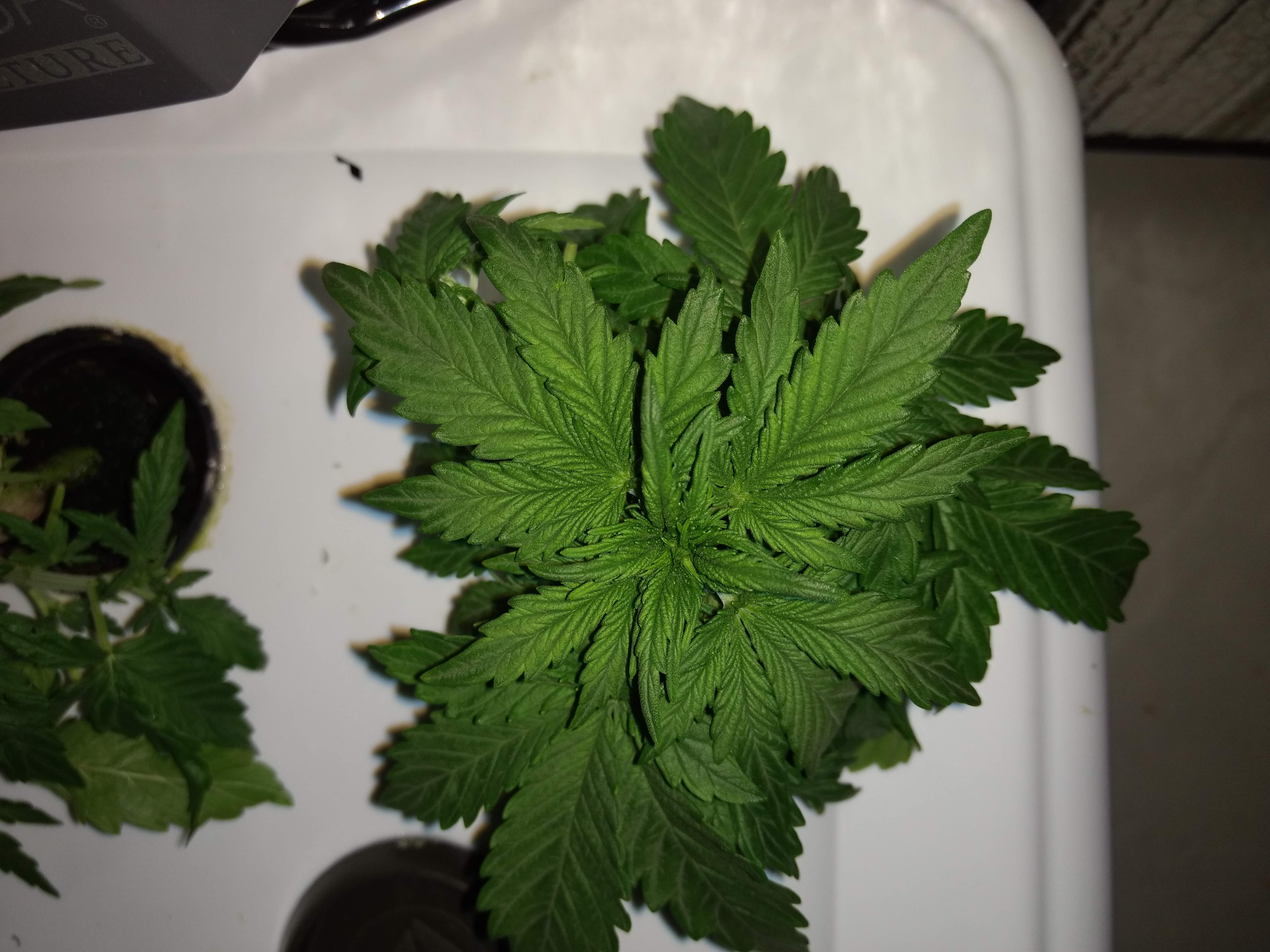 MSNL Pineapple Kush Automatic grow diary (journal) week2 by LLJavelin