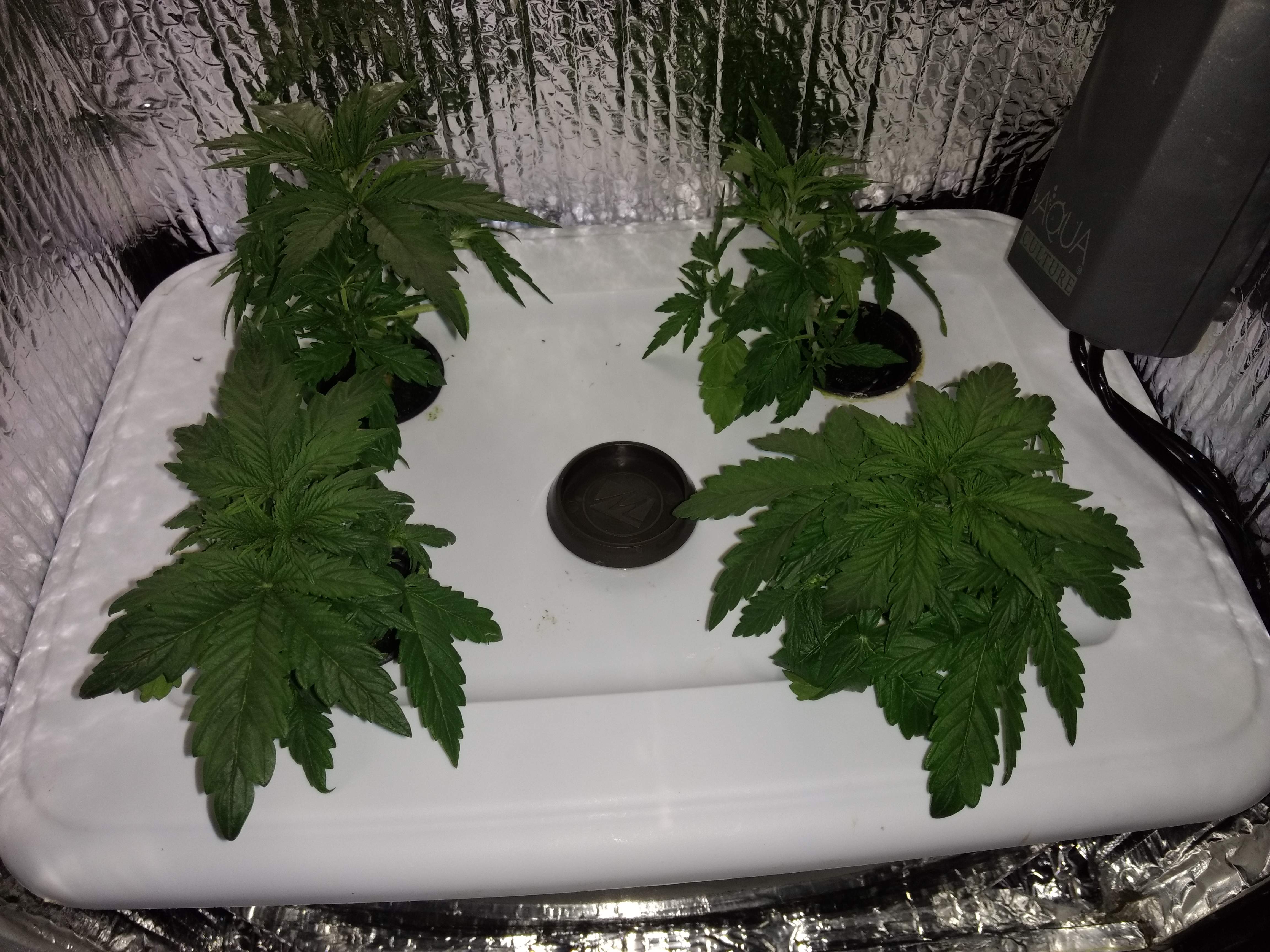 MSNL Pineapple Kush Automatic grow diary (journal) week2 by LLJavelin