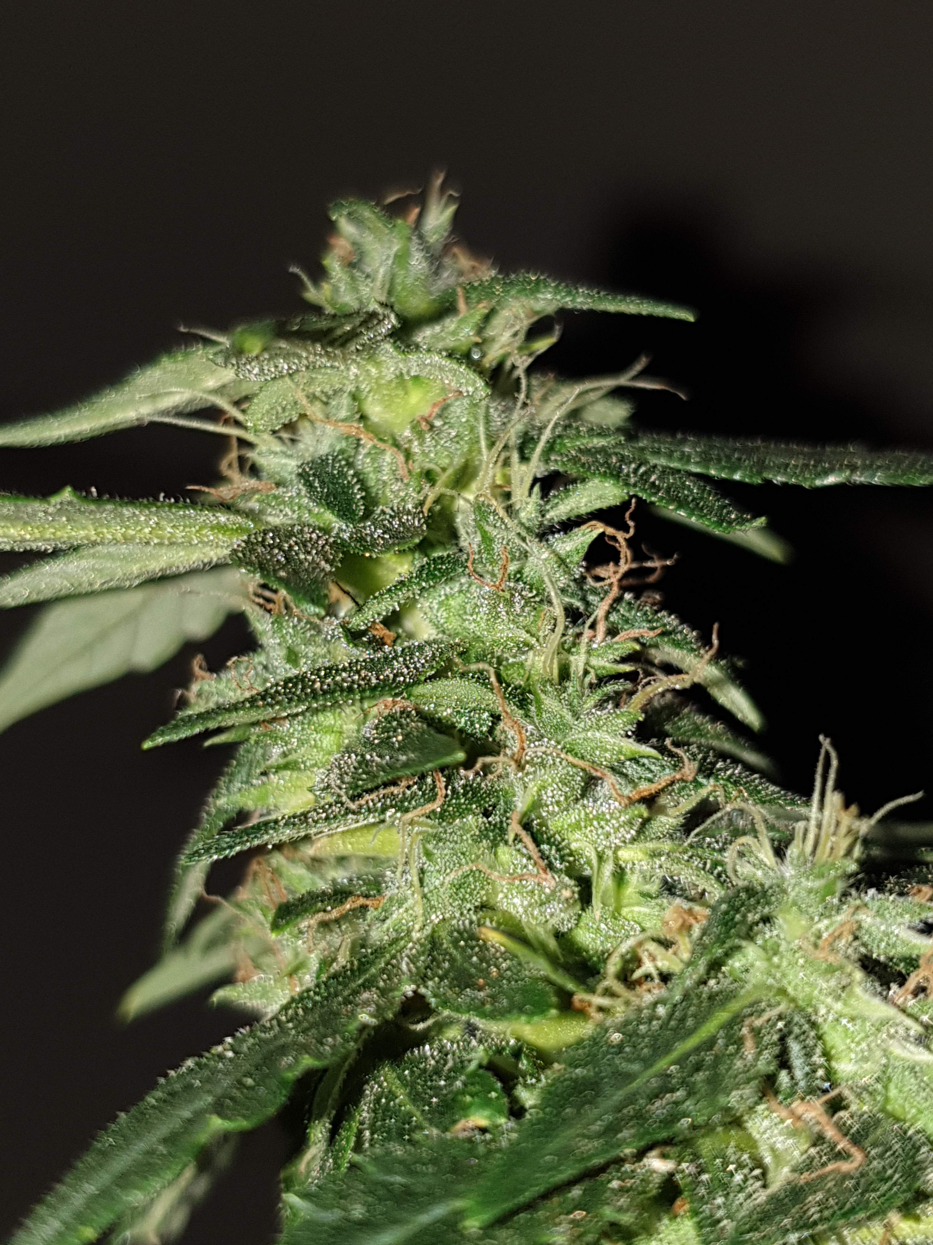 White Widow Grow Journal Week13 By Pachito88 GrowDiaries