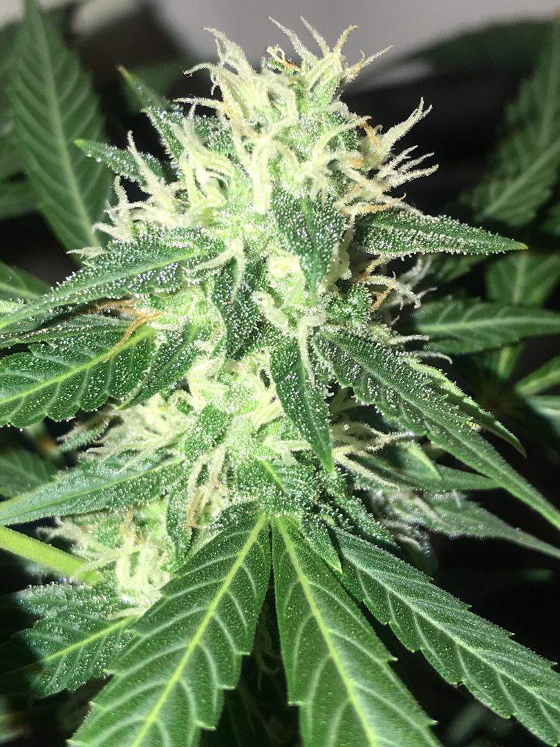 Advanced Seeds Auto Jack Herer grow diary (journal) week9 by SlimGrow