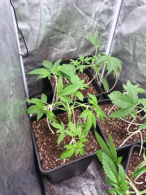 full contrl mix. Week 3