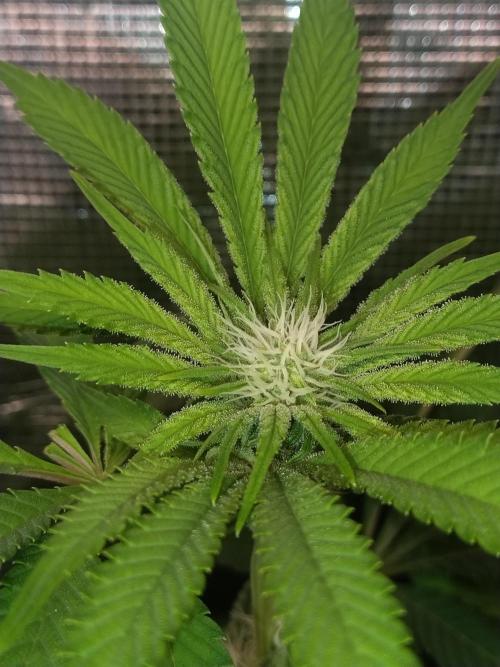 full contrl mix. Week 4