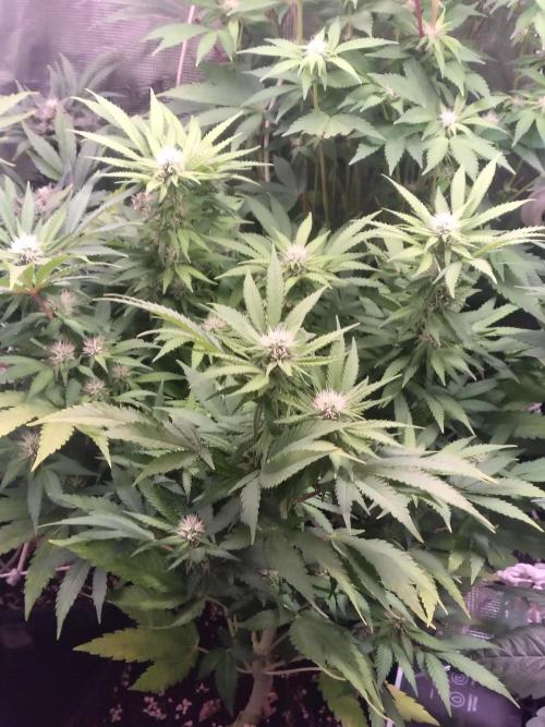 full contrl mix. Week 4